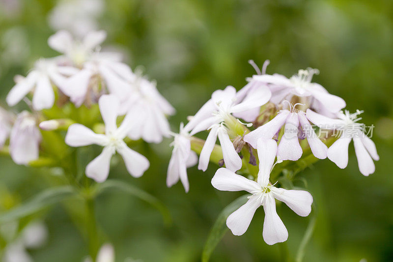 肥皂草(Saponaria officinalis)